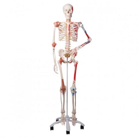 3B Scientific skelet met spieren en ligamenten model Sam